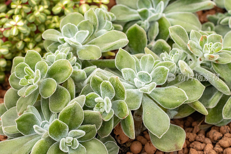 Echeveria 'Frosty'在伦敦，英国